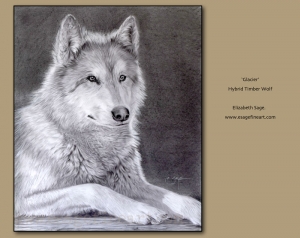 Glacier Timber Wolf Hybrid